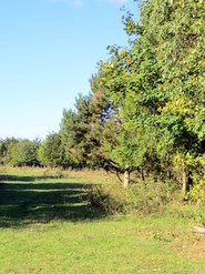 Oct 2013: C13 mixed plantation